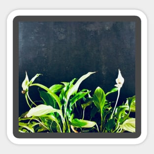 Peace lily green flower leaves. Sticker